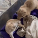 fluttPlay emote for Discord