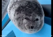 flink emote for Discord