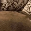 flatCatCatchMeIfYouCan emote for Discord