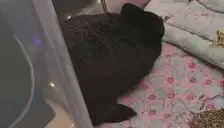 FLOP emote for Discord