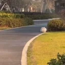 floof emote for Discord