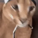 FlopPe emote for Discord