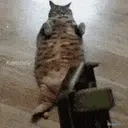 FlashCat emote for Discord