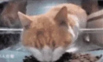 fnafcat emote for Discord