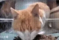 fnafcat emote for Discord