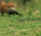 foxArrive emote for Discord