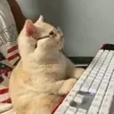 FOFOCA emote for Discord