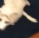 foxJAM emote for Discord