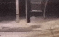 FollowMe emote for Discord