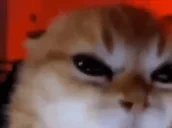 focus emote for Discord