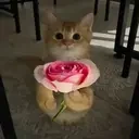 ForYou emote for Discord