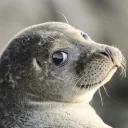 Foquicool emote for Discord