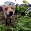 Foxing emote for Discord