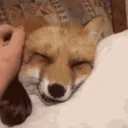 FoxPat emote for Discord