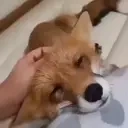 foxPat emote for Discord