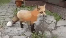 foxplosionfox emote for Discord