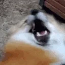 FoxScream emote for Discord