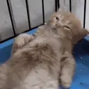 foodcoma emote for Discord