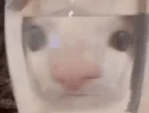 forReal emote for Discord