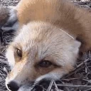 FoxHi emote for Discord