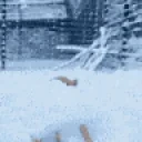 FoxAloo emote for Discord