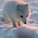 foxDig emote for Discord