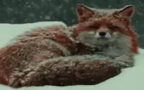 foxSleep emote for Discord