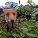 FoxJAM emote for Discord