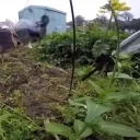 FoxKiss emote for Discord