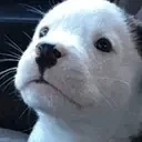 foow emote for Discord