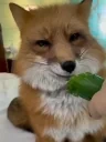 FoxEating emote for Discord