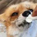FoxCream emote for Discord