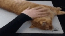 FocusPET emote for Discord