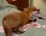 foxrich emote for Discord