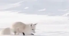 FoxJump emote for Discord