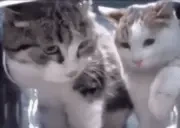 foff emote for Discord