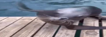 focaW emote for Discord