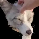 foxpats emote for Discord