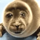 FoquiMina emote for Discord