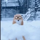 FoxGlomp emote for Discord