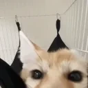 FoxSniffa emote for Discord