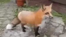 FoxBarkExplode emote for Discord
