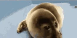 FocaLlorando emote for Discord