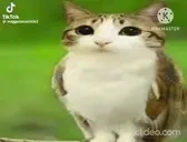 footjob emote for Discord