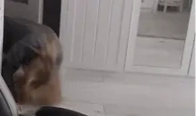 Fikol emote for Discord