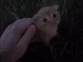 FineShyt emote for Discord