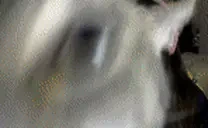 FinnBoop emote for Discord