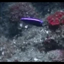 fishJAM emote for Discord