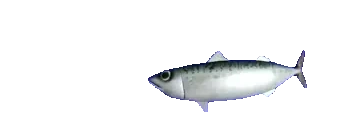 FishBait emote for Discord