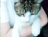 figarbuh emote for Discord